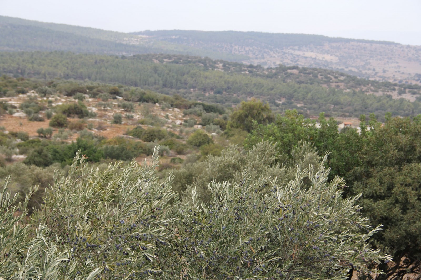 Алтай без границ, стоимость и программа тура, заказать тур в Алтай от компании 